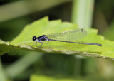 Onychargia atrocyana