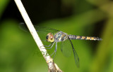 Brachythemis sp. female