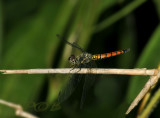 Brachydiplax farinosa female