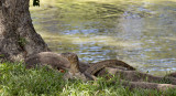 Monitor lizard - watervaraan, Varanus salvator ssp. komaini