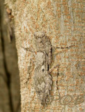 Invisible barkmantis, Humbertiella sp.