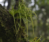Oberonia brachystachys