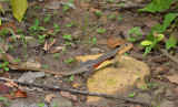 Butterfly lizard, Leiolepis reevesii ssp. rubritaeniata