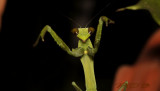 Gigant green mantis nimph, Hierodula membranacea