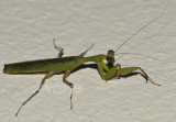 Little mantis 3 cm
