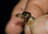 Gryllothalpa africana