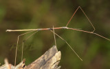 Stick insect , Clonaria sp.