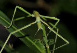 Nocturnal walking stick front, night shot