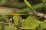 Flying walking stick male, Asceles glaber