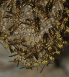 Hornets nest