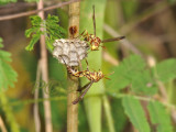 Hornets nest