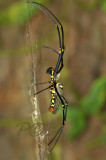 Nephila maculata, side view