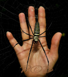 Nephila maculata