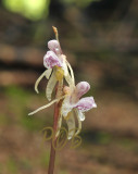 Epipogium aphyllum, natural light,  Saprophytic orchid