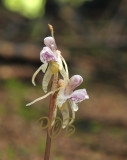 Epipogium aphyllum, natural light, Saprophytic orchid