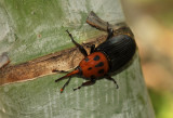 Palm beetle, Rhynchophorus sp.