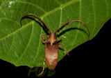 Longhorn beetle
