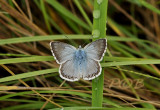 Bleek blauwtje man, Polyommatus coridon