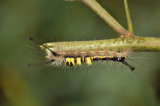 Caterpillar