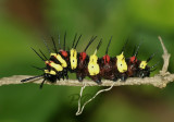 Caterpillar