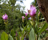 Curcuma alismatiflora