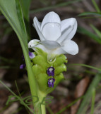 Curcuma sp.