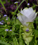 Curcuma parviflora