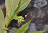 Curcuma group, Globba sp. Nam nao