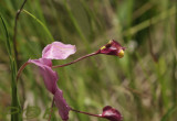 Curcuma group, Globba sp.