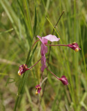 Curcuma group, Globba sp. koinang