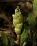 Wild ginger