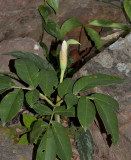 Phallus