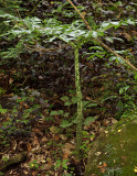 Phallus plant 1.5 meter