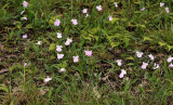 Ginger flowers, 1500 meters