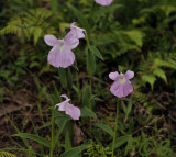 Ginger flowers, 1500 meters
