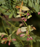 Tamarind blossem