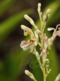 Wild Laos, Alpinia galanga