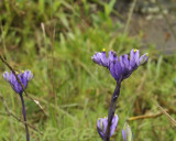 Burmannia coelestris