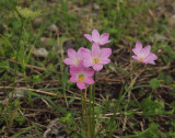 Liliaceae sp. 5 cm