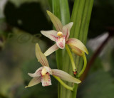 Cymbidium lancifolium, Nam nao