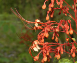 Red flower, Aesculus sp.