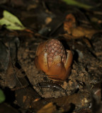 Parasite on pine tree