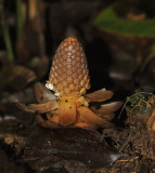 Parasite on pine tree