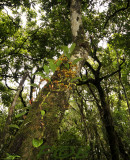 Big plant Of Bulbophyllum psittacoglossum