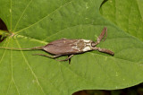 Water scorpion, Ptilomera sp.