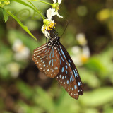 Tirumala septentrionis septentrionis