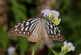 Ideopsis similis, wing span 8-9 cm