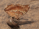 Tawny rajah, Charaxes bernardus