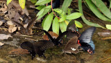 Black and white helen and common mormon