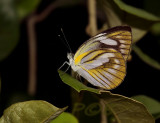 Appias olferna, female